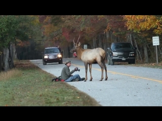 deer and photographer